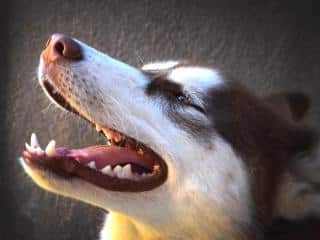 Why to dogs bark