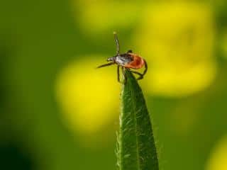 how do ticks reach dogs
