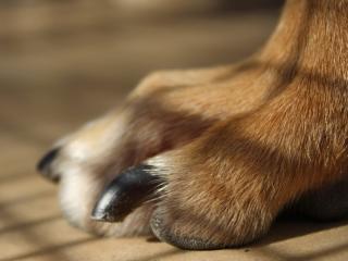 Reasons why to trim dog nails