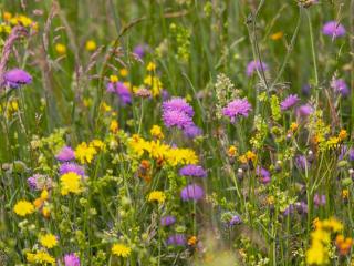 Best place to set up a wildflower patch