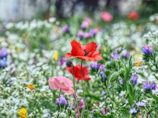 Best flower varieties for wildflower gardens
