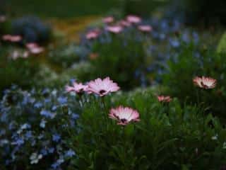 Sowing wildflowers