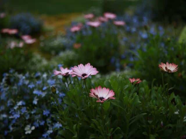 Sowing wildflowers