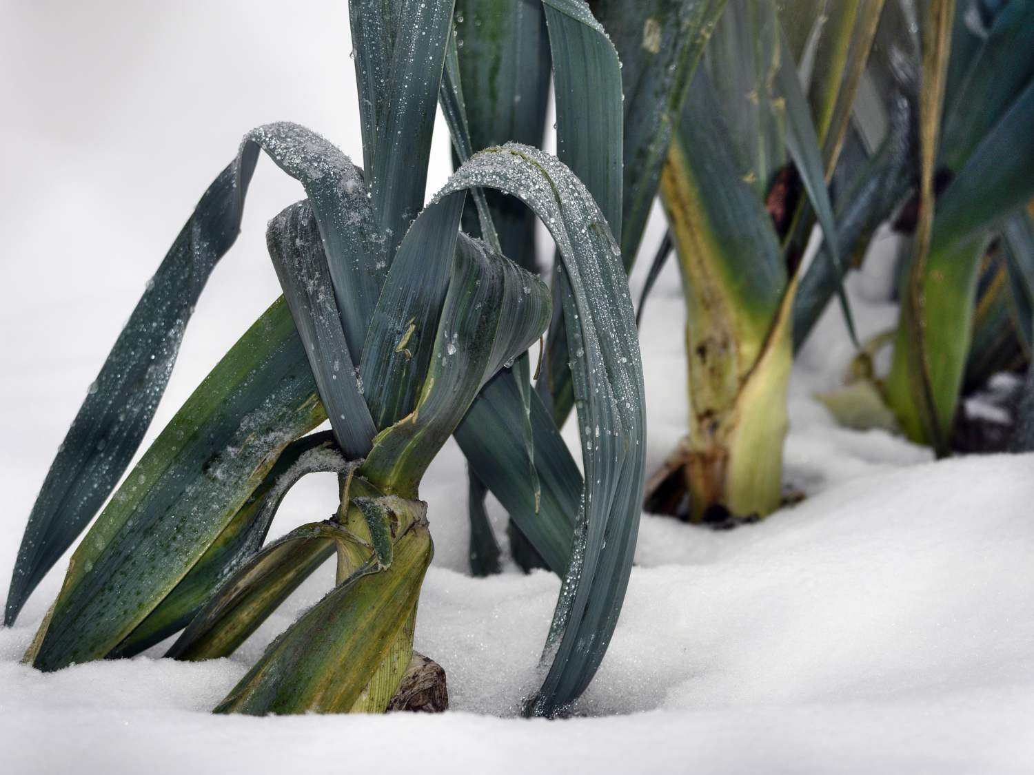 Winter in a permaculture vegetable patch