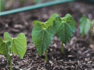 Sow seeds for early crops