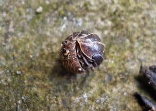 Attract and protect woodlice