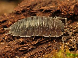 Description and identification of a woodlouse