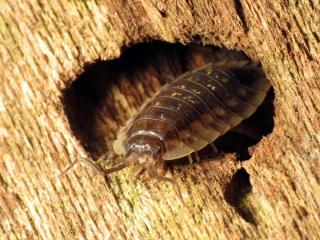 Woodlouse habitat