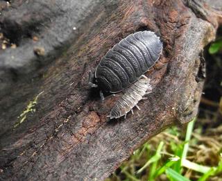 Lifecycle of a woodlouse