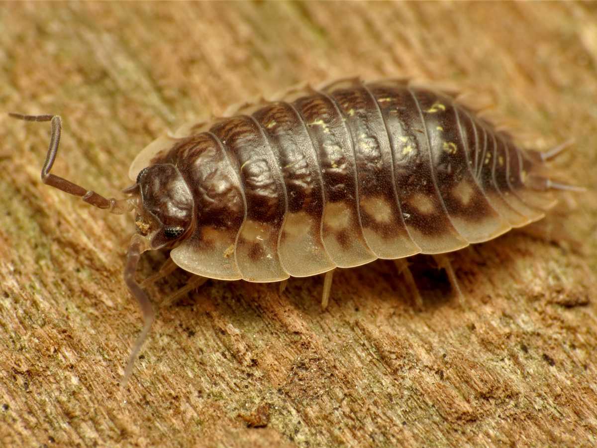 Woodlouse, a useful garden animal