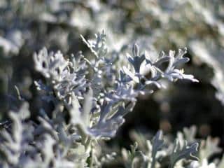 Storing and keepinng wormwood tea