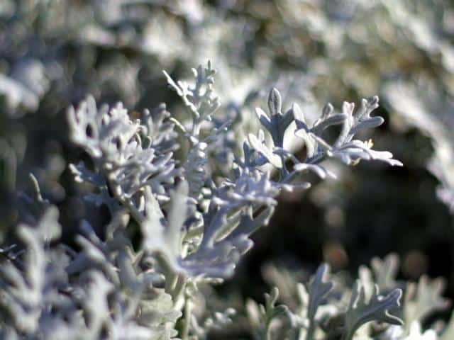 Storing and keepinng wormwood tea