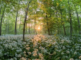 Wild garlic care