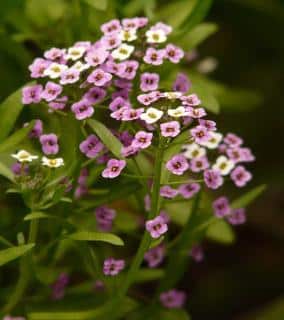 Arabis as an edge flower