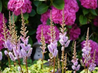 Astilbe companion plants