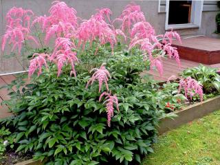 Garden bed with astilbe