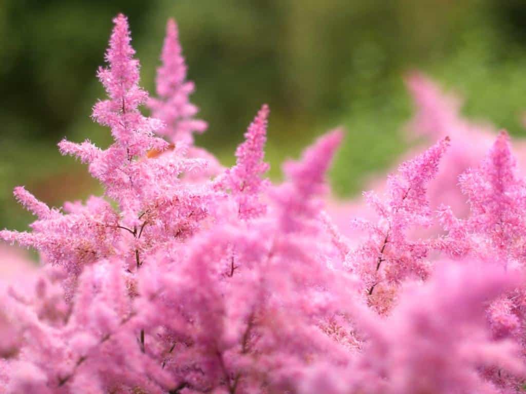 Astilbe landscaping uses