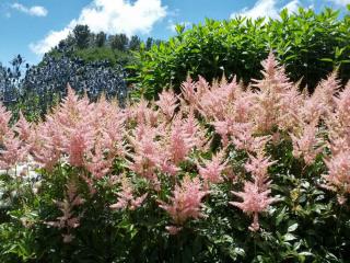 Landscaping ideas with astilbe