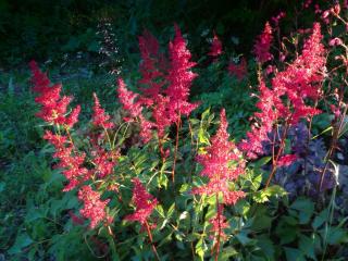 Astilbe in wet soil