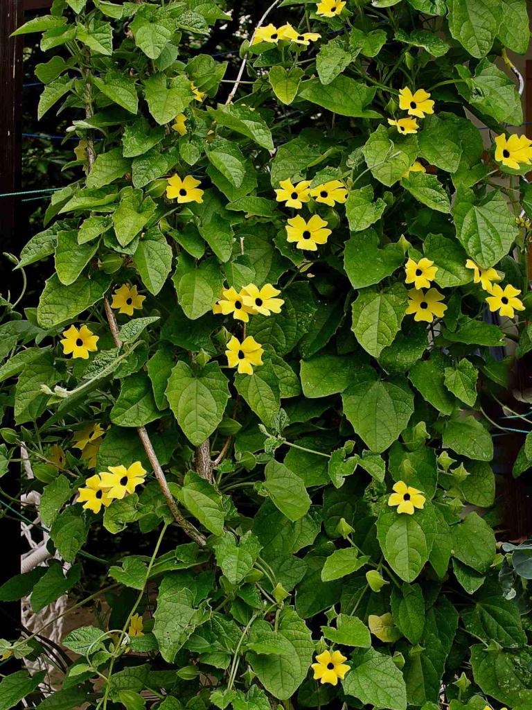 Blackeyed Susan, how to grow an abundantblooming Thunbergia