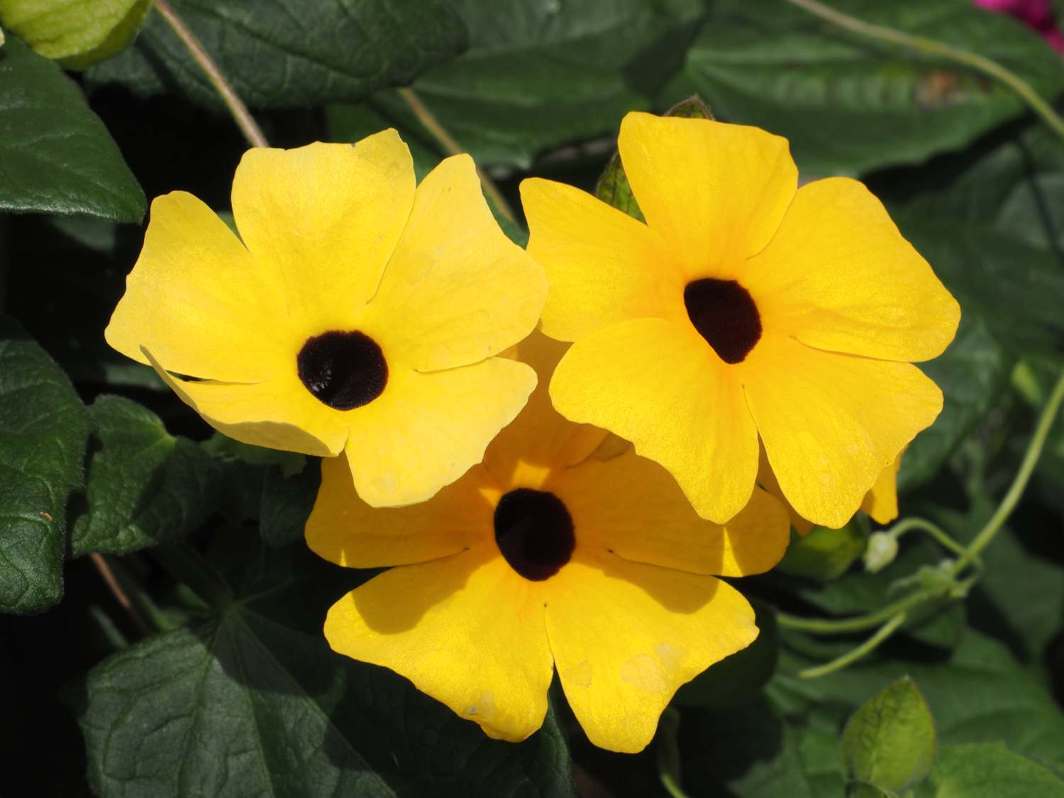 Thunbergia, black-eyed susan