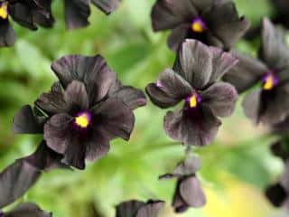 Black winter flowers
