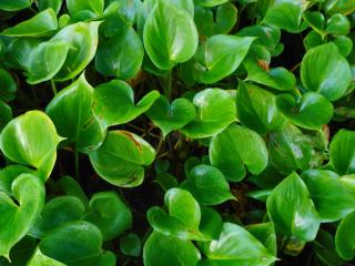 Caring for calla palustris