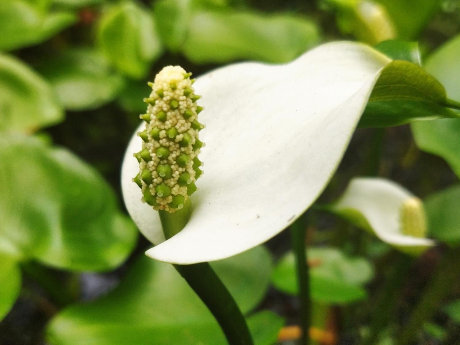 Calla palustris