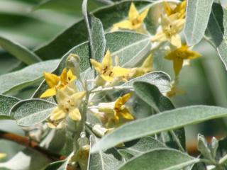 How to care for elaeagnus angustifolia