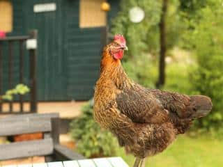 Chicken losing feathers