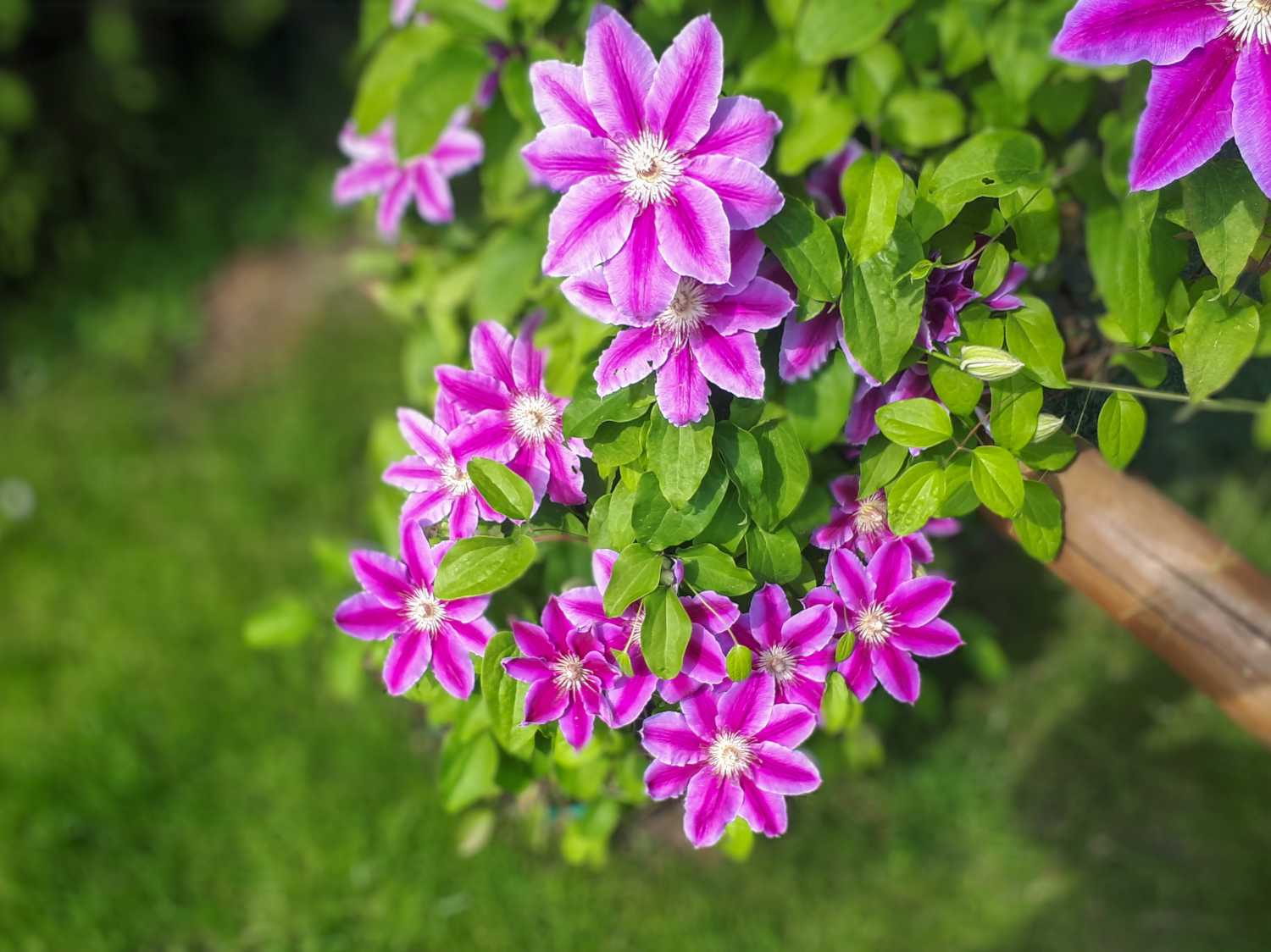 Clematis vine