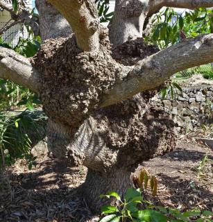 Causes and spreading of crown gall