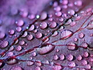 Dewdrop