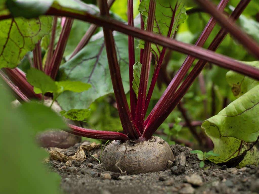 Egypt beetroot