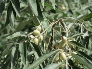 A common name is russian olive