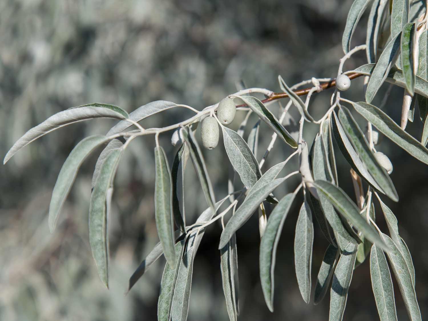 Elaeagnus angustifolia