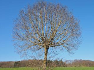 Pruning elm