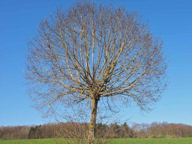Pruning elm