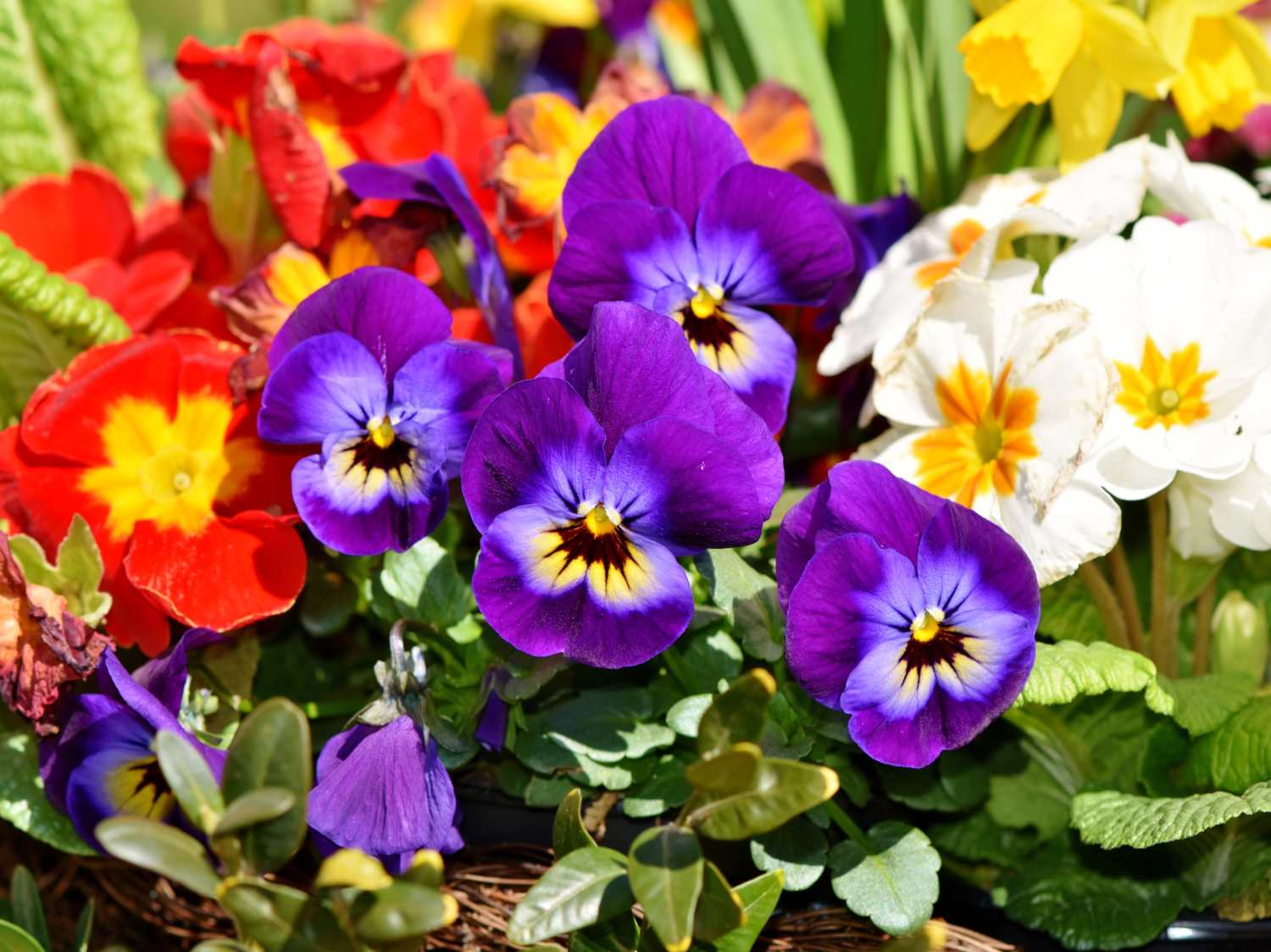 First flowers blooming in winter