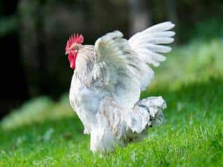 Feeds that help molting