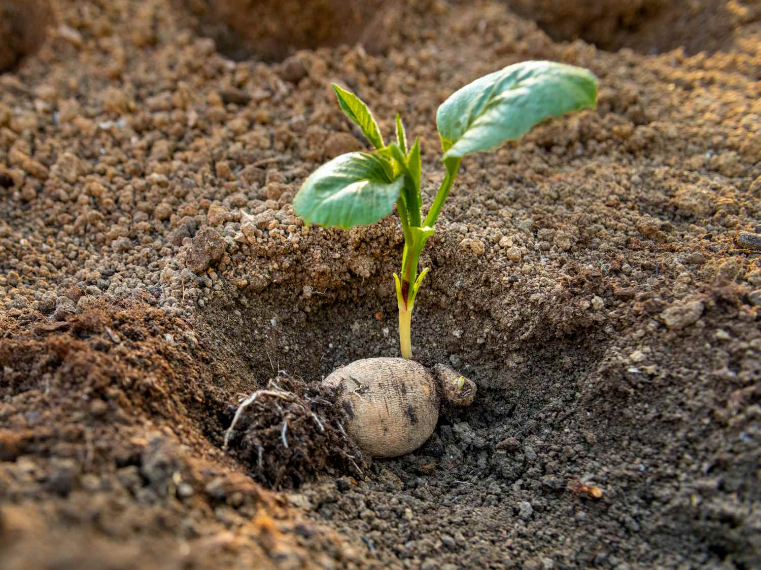 Dahlia forced tuber