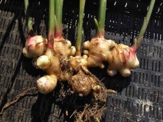 Harvesting ginger roots