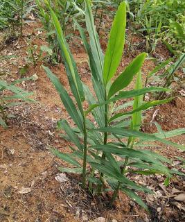 Caring for growing ginger