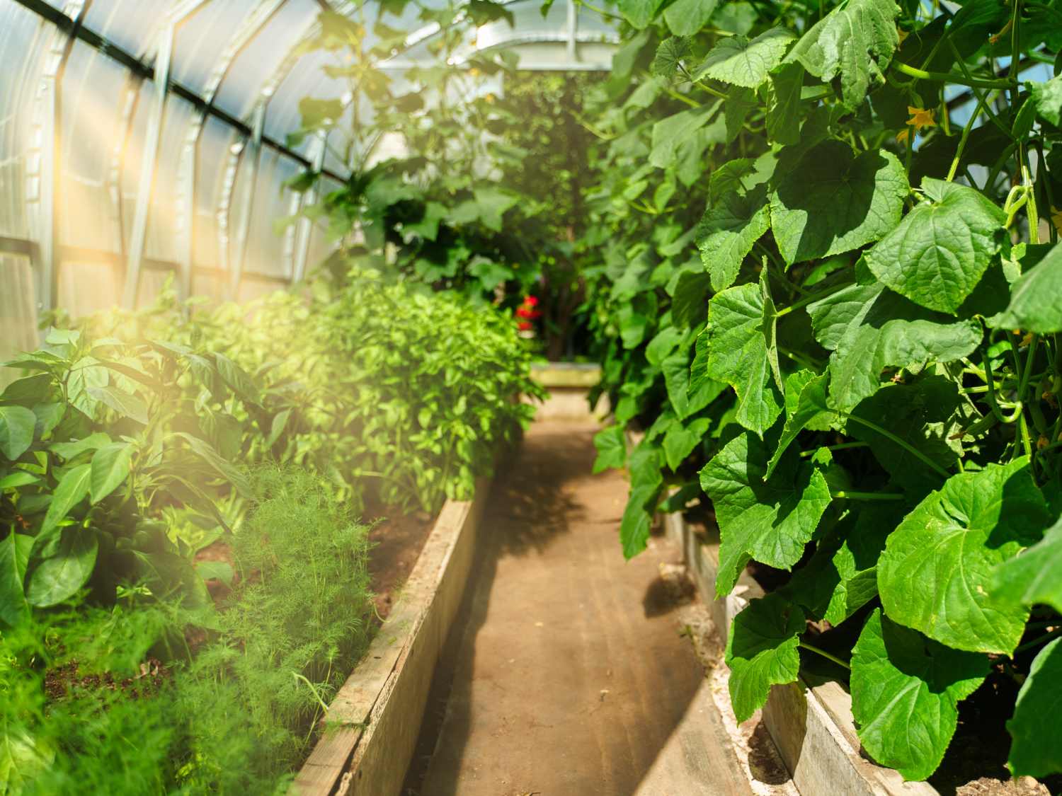 Greenhouse vegetables