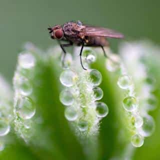 Guttation helps insects drink