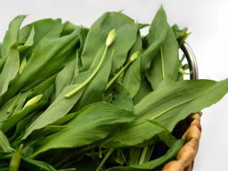 When and how to harvest bear's garlic