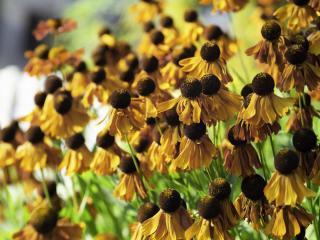 Caring for helenium