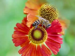 Sneezeweed, helenium