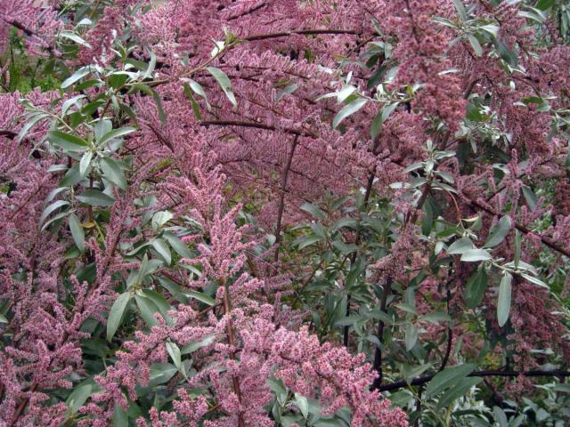 Beautiful... but invasive
