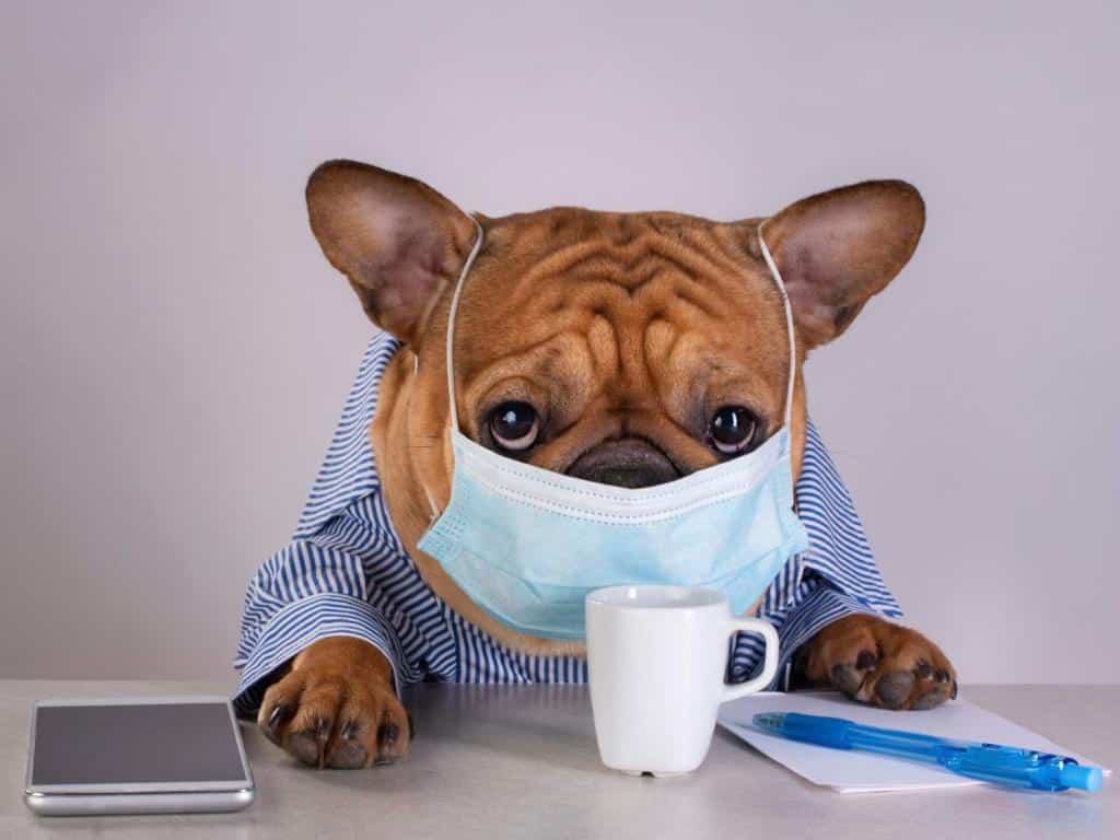 Kennel cough